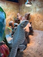 Hypo leatherback anomalie 100% het zero man, Dieren en Toebehoren, Reptielen en Amfibieën, Hagedis, 0 tot 2 jaar