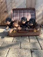 Te koop mooie ruwharige kaninchen en dwerg pups, Dieren en Toebehoren, Honden | Teckels en Dashonden, CDV (hondenziekte), 8 tot 15 weken
