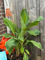 Grote Chinese Lotusbanaan in pot, Ophalen, Overige soorten, Volle zon