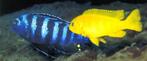 Malawi Cichliden: Pseudotropheus saulosi, Vis, Zoetwatervis