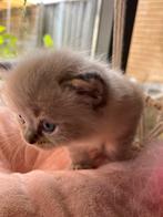Main Coon x Ragdol kittens, Meerdere dieren