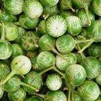 Thaise Mini Aubergine planten, Tuin en Terras, Bloembollen en Zaden, Voorjaar, Ophalen, Volle zon