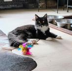 Prachtig Maine Coon meisje, Dieren en Toebehoren, Poes, Gechipt, 0 tot 2 jaar