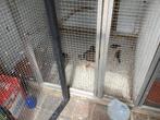 Goudvinken, Dieren en Toebehoren, Mannelijk, Tropenvogel