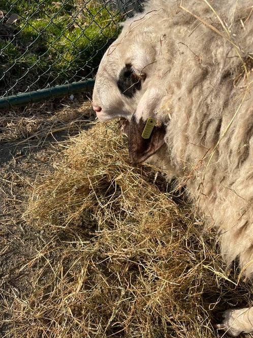 Gevraagd uit logeren bij een gecertificeerde ram / bok, Dieren en Toebehoren, Schapen, Geiten en Varkens, Schaap, Meerdere dieren