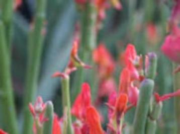  Cactus Pedilanthus Macrocarpus 73-80 cm hoog potmaat 17cm beschikbaar voor biedingen