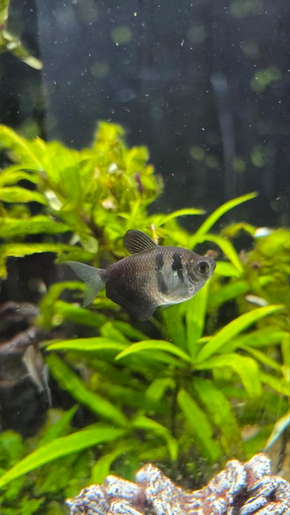 Gymnocorymbus Ternetzi – Zwarte Tetra, Dieren en Toebehoren, Vissen | Aquariumvissen, Zoetwatervis, Vis, Schoolvis