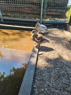 Wildkleur kwaker, Meerdere dieren, Eend