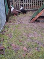 Hollandse kwakers kwakertjes zwart witbuik, Meerdere dieren, Eend