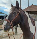 Bitloos kingekruisd hoofdstel cognac/bruin cob, Ophalen of Verzenden, Zo goed als nieuw, Dressuur