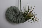 Tillandsia (kamerplantje, luchtplantje) in unieke hanger., Ophalen of Verzenden, Halfschaduw, Minder dan 100 cm