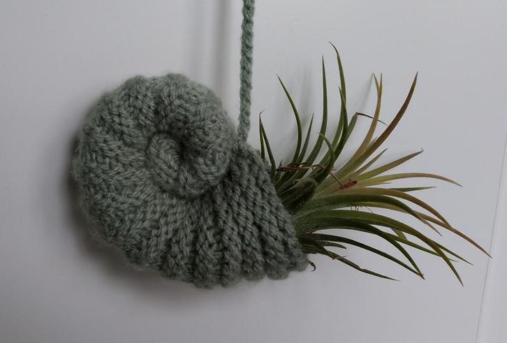 Tillandsia (kamerplantje, luchtplantje) in unieke hanger., Huis en Inrichting, Kamerplanten, Minder dan 100 cm, Halfschaduw, Ophalen of Verzenden