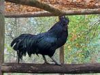 Ayam cemani haan, Mannelijk, Kip