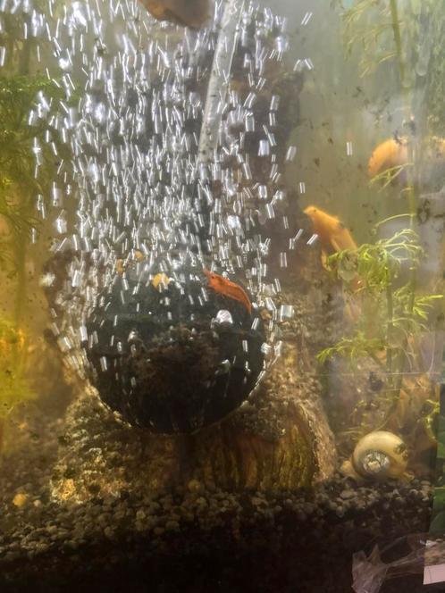 Oranje garnalen, Dieren en Toebehoren, Vissen | Aquariumvissen, Kreeft, Krab of Garnaal
