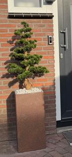 2 stuks Kunst Bonsai, Tuin en Terras, Ophalen, Kunststof, 100 cm of meer, Zo goed als nieuw