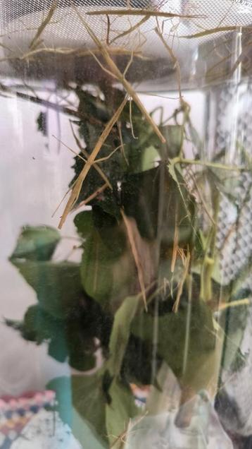 GRATIS wandelende takken beschikbaar voor biedingen