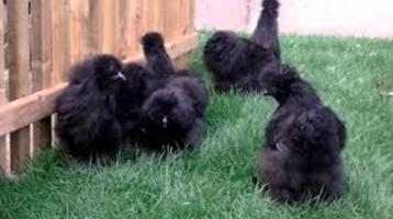 KNUFFELKIPPEN............. beschikbaar voor biedingen