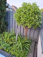 Viburnum Tinus, Ophalen, Herfst, Overige soorten