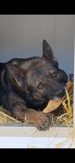 Mechelse herder Dozerik, Reu, CDV (hondenziekte), Eén hond, 3 tot 5 jaar