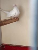 Diamant duiven albino, Dieren en Toebehoren, Meerdere dieren