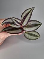 Tradescantia Zebrina, Huis en Inrichting, Kamerplanten, Ophalen of Verzenden, Halfschaduw, Minder dan 100 cm