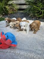 Maltipoo boomer pups, Overige rassen, 8 tot 15 weken, Meerdere, Meerdere dieren