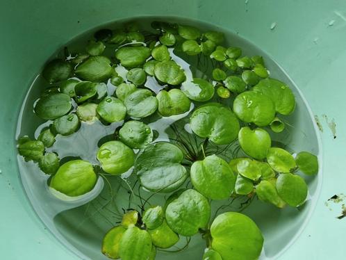 Amazone kikkerbeet drijfplantjes - 2x emmer vol, Dieren en Toebehoren, Vissen | Aquaria en Toebehoren, Nieuw, Plant(en), Steen of Hout