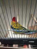 Rossela man, Dieren en Toebehoren, Mannelijk, Parkiet