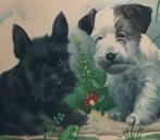 2 honden SCOTTISH TERRIER puppy en Sealyham puppy hond, Verzenden, 1940 tot 1960, Gelopen, Overige thema's