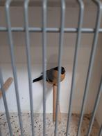 Goudvinken, Dieren en Toebehoren, Vogels | Overige Vogels, Mannelijk, Wildzangvogel, Geringd
