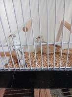 Bonte diamantduifjes koppel, Meerdere dieren, Tropenvogel