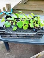 De laatste groenteplantjes, Tuin en Terras, Ophalen, Volle zon, Groenteplanten, Eenjarig