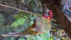 Rosella, Dieren en Toebehoren, Mannelijk, Parkiet, Geringd