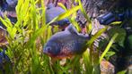 Piranha, Dieren en Toebehoren, Vissen | Aquariumvissen, Vis