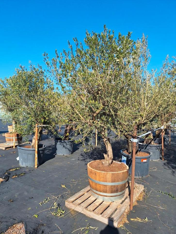 Prachtige olijfboom in half wijnvat, een echte eyecatcher!, Tuin en Terras, Planten | Bomen, Olijfboom, 100 tot 250 cm, Volle zon