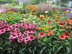 Vaste planten, ACTIE Klimaatkamer, veel soorten, goedkoop!, Volle zon, Vaste plant, Zomer, Ophalen