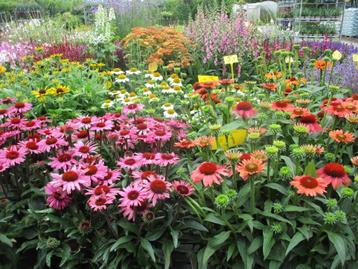 Bloeiende Beplanting voor vlinders,bijen voor biodiversiteit beschikbaar voor biedingen