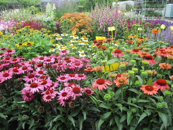 Bloeiende Beplanting voor vlinders,bijen voor biodiversiteit, Tuin en Terras, Planten | Tuinplanten, Vaste plant, Overige soorten