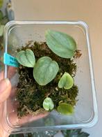 Scindapsus silver hero, stek uit wetstick, Ophalen of Verzenden, Halfschaduw, Minder dan 100 cm