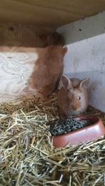 Thrianta, Dieren en Toebehoren, Konijnen, Mannelijk, Middelgroot, 0 tot 2 jaar