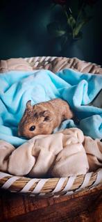 Crème Agouti - Beer - geb 18/08, Dieren en Toebehoren, Cavia, Augustus, Mannelijk, Tam