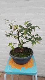 Bonsai Acer Palmatum going green, Halfschaduw, Overige soorten, Minder dan 100 cm, Ophalen