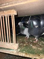 Mooi turkse wam duiven, Dieren en Toebehoren, Vogels | Duiven, Meerdere dieren, Overige soorten