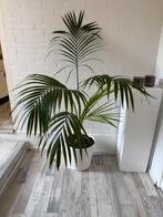 Kentia Palm ongeveer 26x90cm hoog in bloei, Ophalen, Overige soorten, Minder dan 100 cm