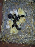 Pulletjes muskuseend, Dieren en Toebehoren, Meerdere dieren, Kip