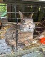 Konijn Dipsy zoekt een nieuw huisje!, Dieren en Toebehoren, Mannelijk, Dwerg