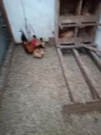 Tel ook koop serama krieltjes broed, Dieren en Toebehoren, Pluimvee, Meerdere dieren, Kip