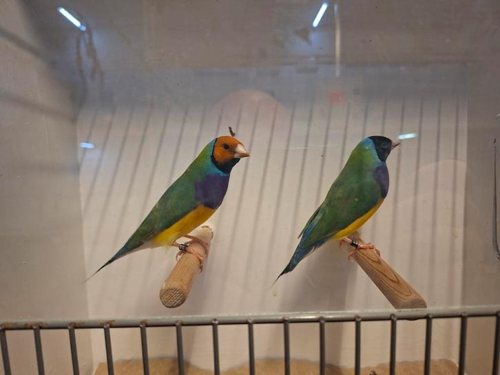 Gouldamadines mannen split blauw, Dieren en Toebehoren, Vogels | Overige Vogels, Mannelijk