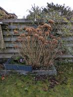 Hortensia, Tuin en Terras, Planten | Tuinplanten, Vaste plant, Halfschaduw, Zomer, Ophalen