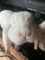 Franse hangoor konijn ram, Dieren en Toebehoren, Konijnen, Mannelijk, Groot, Hangoor